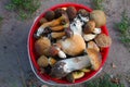 Full bucket fresh mushrooms on the ground