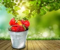 Full bucket of a giant strawberry