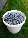 Full bucket of harvested Canadian blueberries Royalty Free Stock Photo