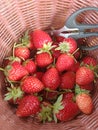 Full bucket of strawbery Royalty Free Stock Photo