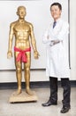 Full of chinese medicine doctor and human body Acupoint model