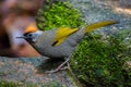 Full close up of Silver-eared Laughingthrush