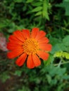 Full closeup of maxican sunflower