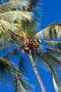 Full Coconut Palms