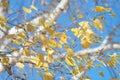 Autumn sunny day. Tree branches. Yellow leaves on a blue background. Royalty Free Stock Photo
