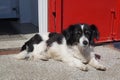 Portrait of an animal. An old little mongrel black and white dog on a red background. Royalty Free Stock Photo