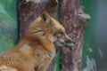Portrait of a red fox in profile on a green background.