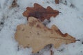 Still life outdoors. Winter nature. Fallen oak leaves in the snow. Royalty Free Stock Photo