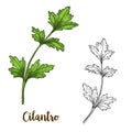 Full color realistic sketch illustration of cilantro
