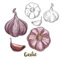 Full color realistic sketch illustration of garlic