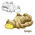 Full color realistic sketch illustration of ginger