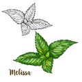 Full color realistic sketch illustration of melissa