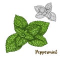 Full color realistic sketch illustration of peppermint