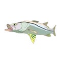 A full colored snook fish or robalo fish Royalty Free Stock Photo