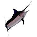 A full colored solo Black marlin jumping