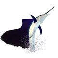 A solo jumping sailfish with splashing water