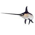 A full colored solo swordfish Royalty Free Stock Photo