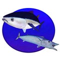 Bluefin tuna and a wahoo fish in a blue circle Royalty Free Stock Photo