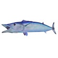 A full colored wahoo fish Royalty Free Stock Photo