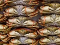 Full Crabs on Ice selling at Market Royalty Free Stock Photo