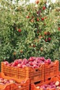 Full crate wooden crates of fresh apples. Farm harvesting, vintage style of harvest storage