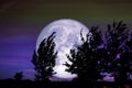 Full Crow Moon and silhouette tree in the field and night sky