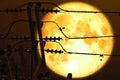 full crust moon back on silhouette power electric line on night sky Royalty Free Stock Photo