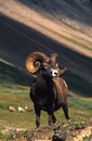 Full Curl Bighorn Ram