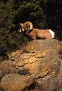 Full curl Bighorn Sheep Ram