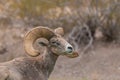 Full Curl Desert Bighorn Ram