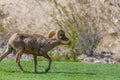 Full Curl Desert Bighorn Ram