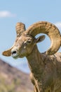 Full Curl Desert Bighorn Ram