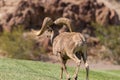 Full Curl Desert Bighorn Sheep Ram