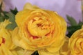 Full double yellow peony Sonoma Yedo lactiflora closeup Royalty Free Stock Photo