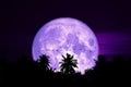 full egg moon back on silhouette bords on the night sky Royalty Free Stock Photo