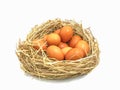 full eggs orange oval shape food on nest. chicken egg in straw isolated on white background. High protien for helthy