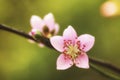 Full-face of pink plum blossoms