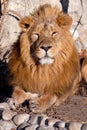 Full-face portrait - chic hair. powerful lion male with a chic mane consecrated by the sun