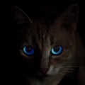Full face portrait of creepy blue-eyed cat in darkness