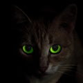 Portrait of creepy green-eyed cat in darkness