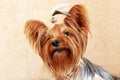 Full face portrait of yorkshire terrier with long hair Royalty Free Stock Photo