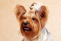 Full face portrait of yorkshire terrier with long hair Royalty Free Stock Photo