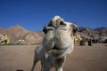 Full Face Smiling Camel Royalty Free Stock Photo