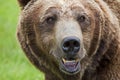 Full face view closeup grizzly brown bear teeth