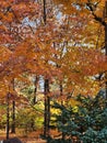 Full fall foliage in bloom