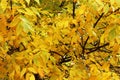 Full fall yellow foliage - Ash trees Royalty Free Stock Photo