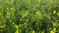 Full of farm in mustard cultivated looks very beautyful nature of sight such as emaginal after production from this collected pla