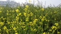 Full of farm in mustard cultivated looks very beautyful nature of sight such as emaginal after production from this collected pla