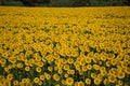 Full field of upright sunflowers in Tuscany, Italy Royalty Free Stock Photo