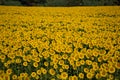 Full field of upright sunflowers in Tuscany, Italy Royalty Free Stock Photo